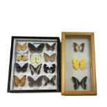 Entomology; Framed collection of twelve butterflies from Singapore
