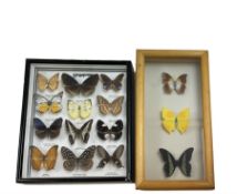 Entomology; Framed collection of twelve butterflies from Singapore