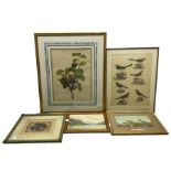 5 pictures including two 19th century watercolours max 51cm x 39cm (5)