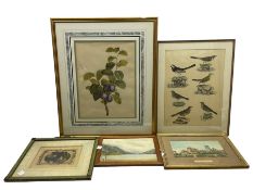 5 pictures including two 19th century watercolours max 51cm x 39cm (5)