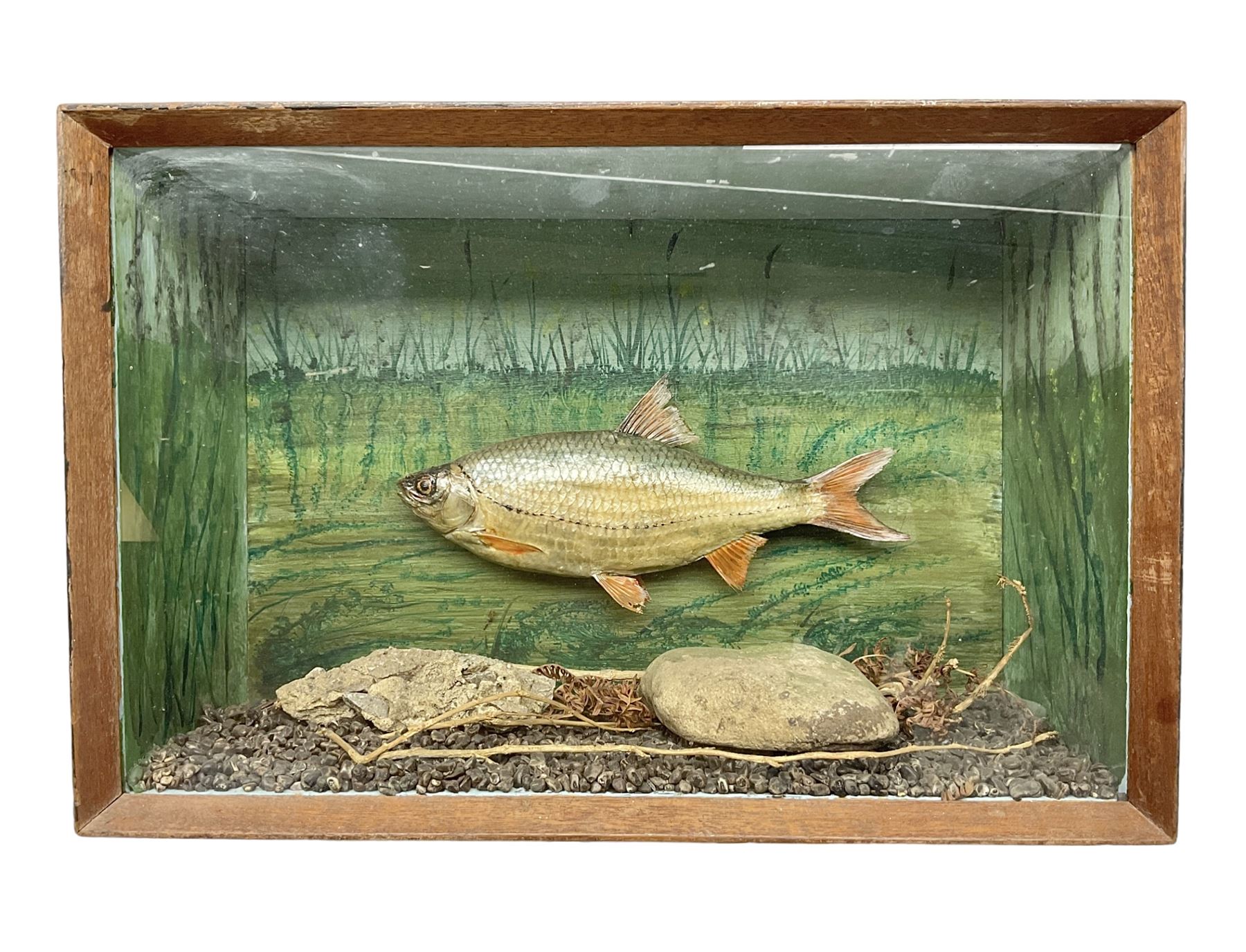 Taxidermy: Cased Rudd (Scardinius) adult mount set above a pebbled river bed