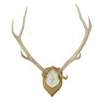 An eight point antler with skull cap.