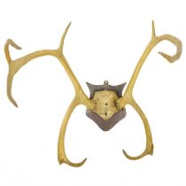 A pair of nine point antlers.