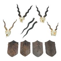 Four antelope skulls with shield mounts.