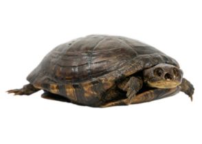 A taxidermy tortoise.