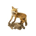 A taxidermy fox-cub