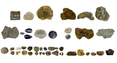 A collection of fossils.