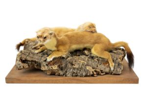 A pair of taxidermy stoats.