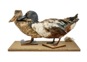 A pair of taxidermy shovelers, male and female.