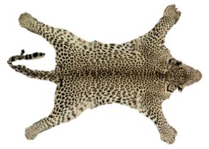 An early 20th century Leopard skin rug.