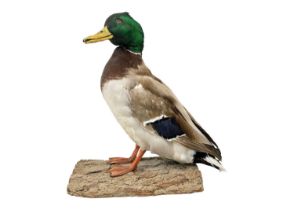 A taxidermy mallard