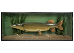 An early 20th Century wood carved painted model of a Pike.