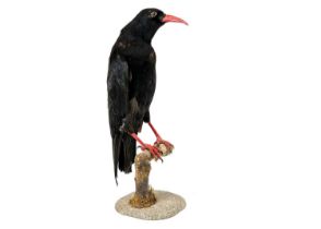 A taxidermy chough