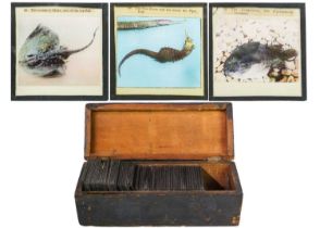 A collection of magic lantern slides.