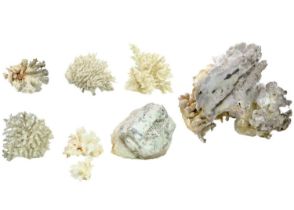 A collection of coral fossil specimens.