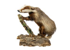 A pair of taxidermy shovelers, male and female. / A taxidermy European erythristic ginger badger Pu
