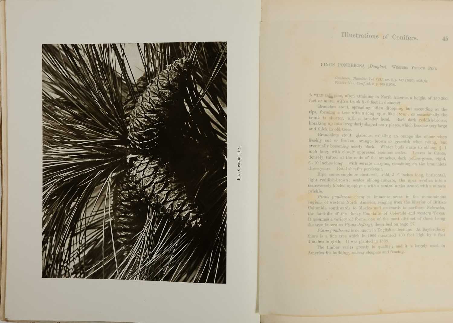 (Trees) CLINTON-BAKER, Henry William. 'Illustrations of Conifers,' - Image 7 of 9