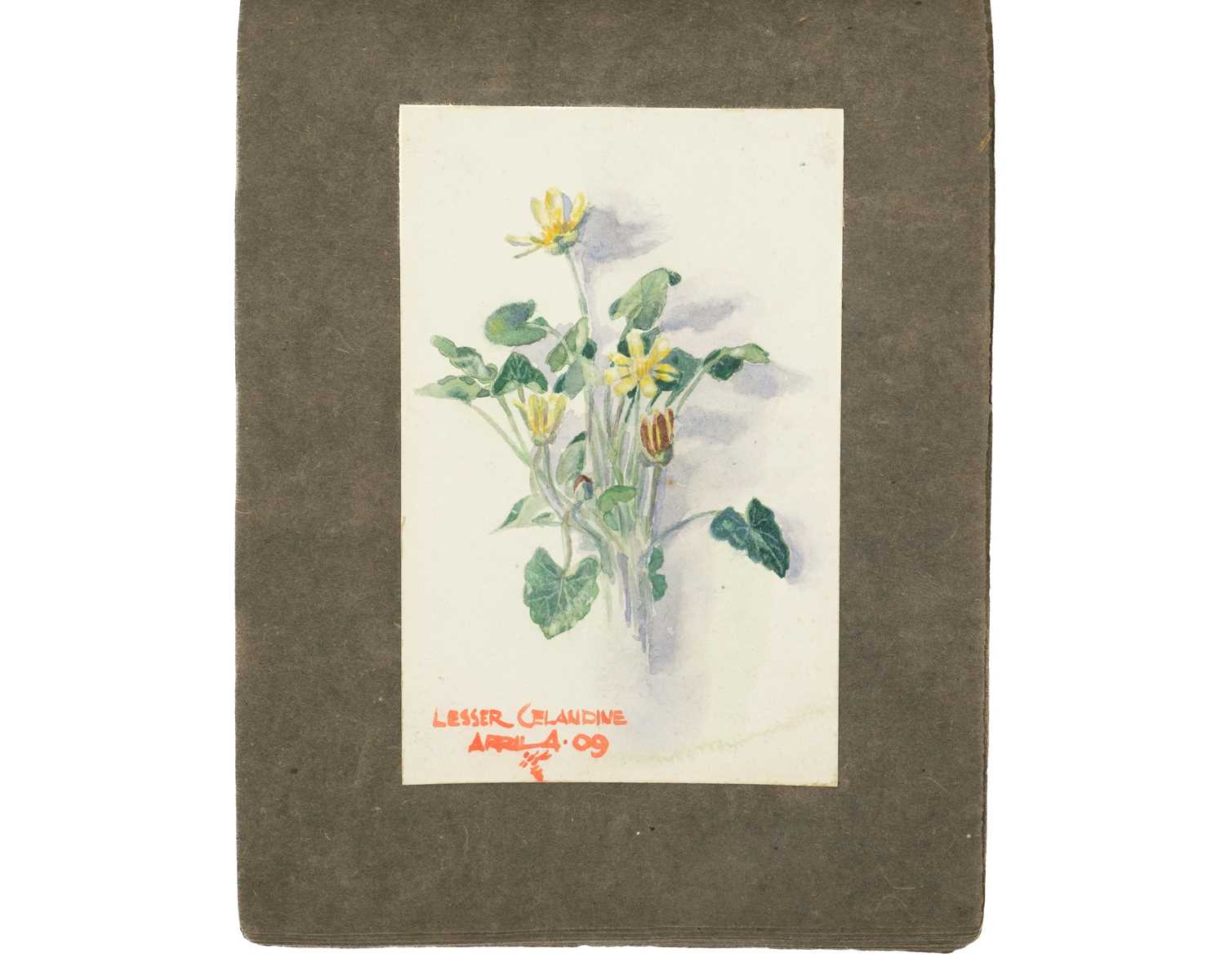 An early 20th Century sketchbook of watercolours with a botanical interest Together with another ske - Image 6 of 7