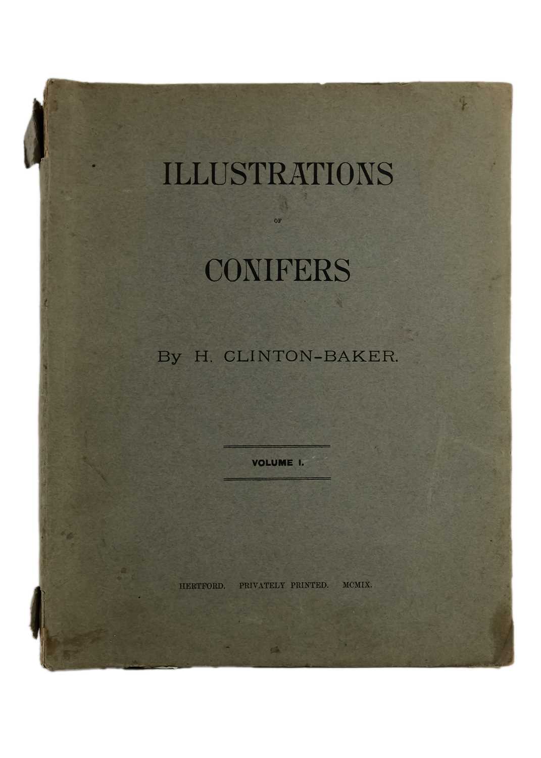 (Trees) CLINTON-BAKER, Henry William. 'Illustrations of Conifers,' - Image 4 of 9