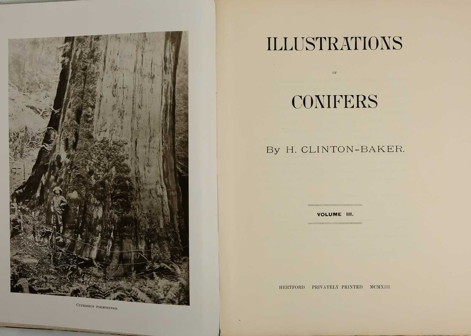 (Trees) CLINTON-BAKER, Henry William. 'Illustrations of Conifers,' - Image 5 of 9