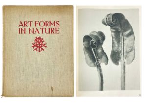 (Photography) BLOSSFELD, Karl 'Art Forms in Nature. Examples from the Plant World Photographed Direc