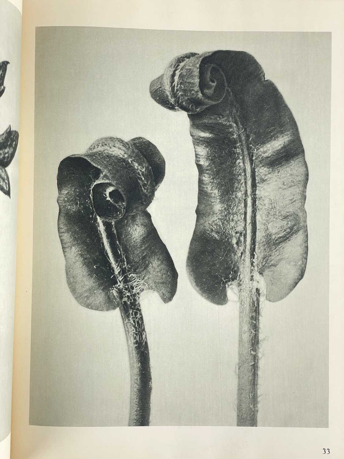 (Photography) BLOSSFELD, Karl 'Art Forms in Nature. Examples from the Plant World Photographed Direc - Image 9 of 14