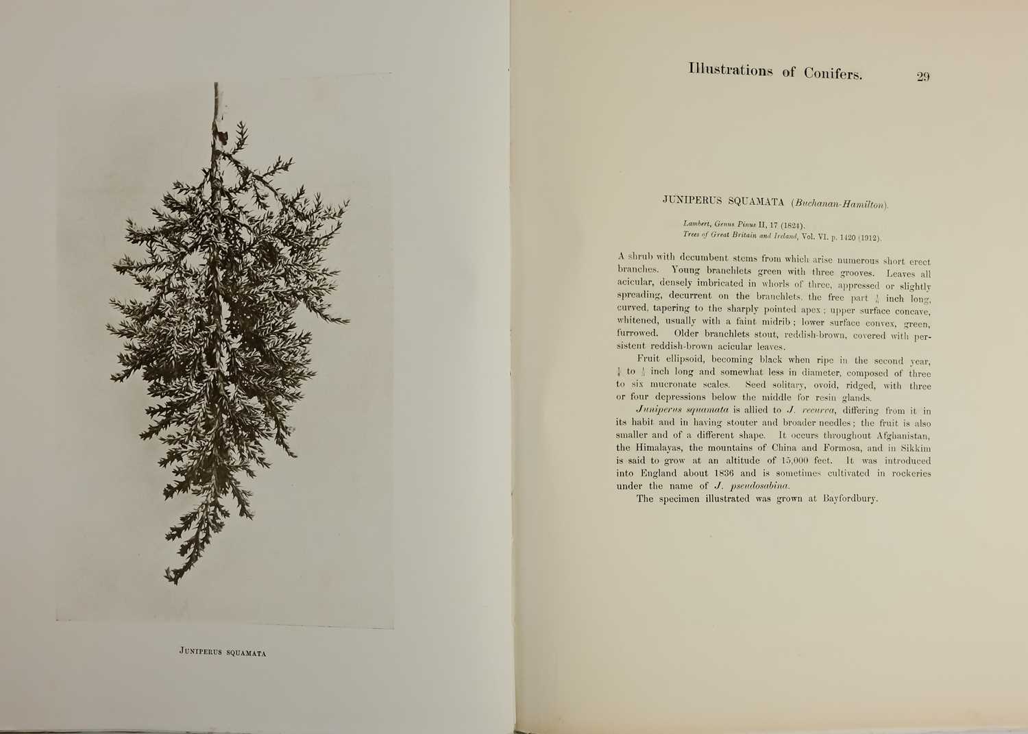 (Trees) CLINTON-BAKER, Henry William. 'Illustrations of Conifers,' - Image 9 of 9