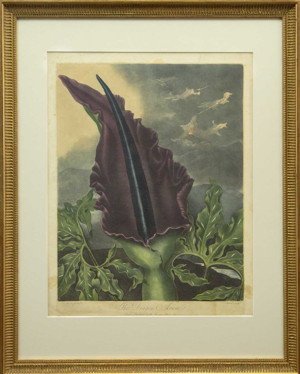 Robert John THORNTON (1768-1837) 'The Snowdrop' and 'The Dragon Arum' (From 'The Temple of Flora') - Bild 2 aus 5