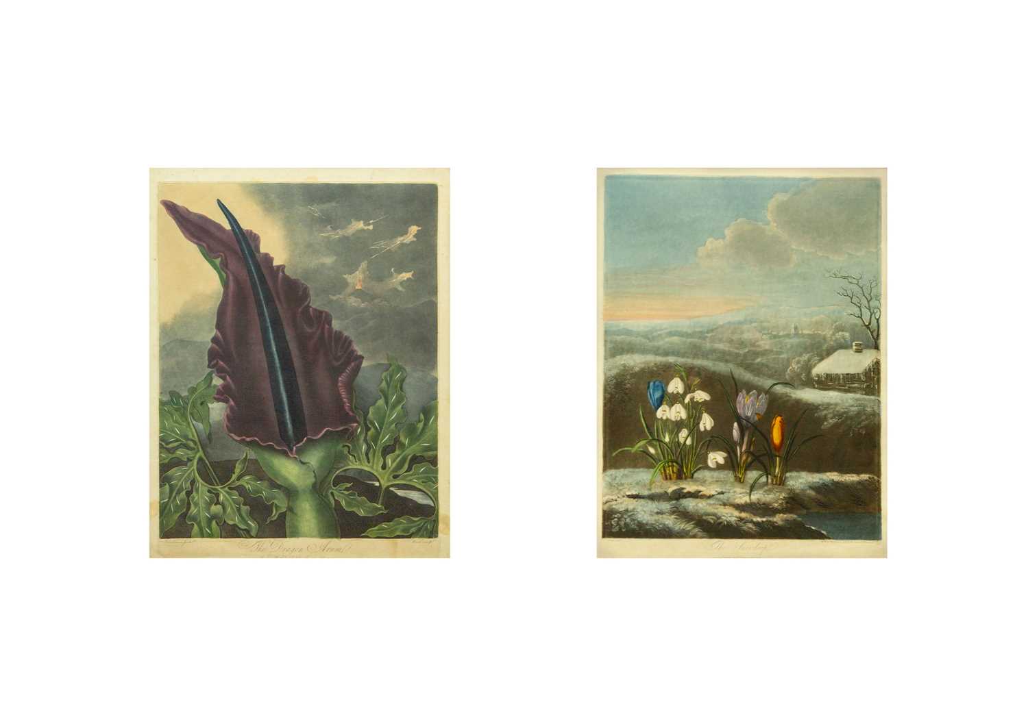 Robert John THORNTON (1768-1837) 'The Snowdrop' and 'The Dragon Arum' (From 'The Temple of Flora')