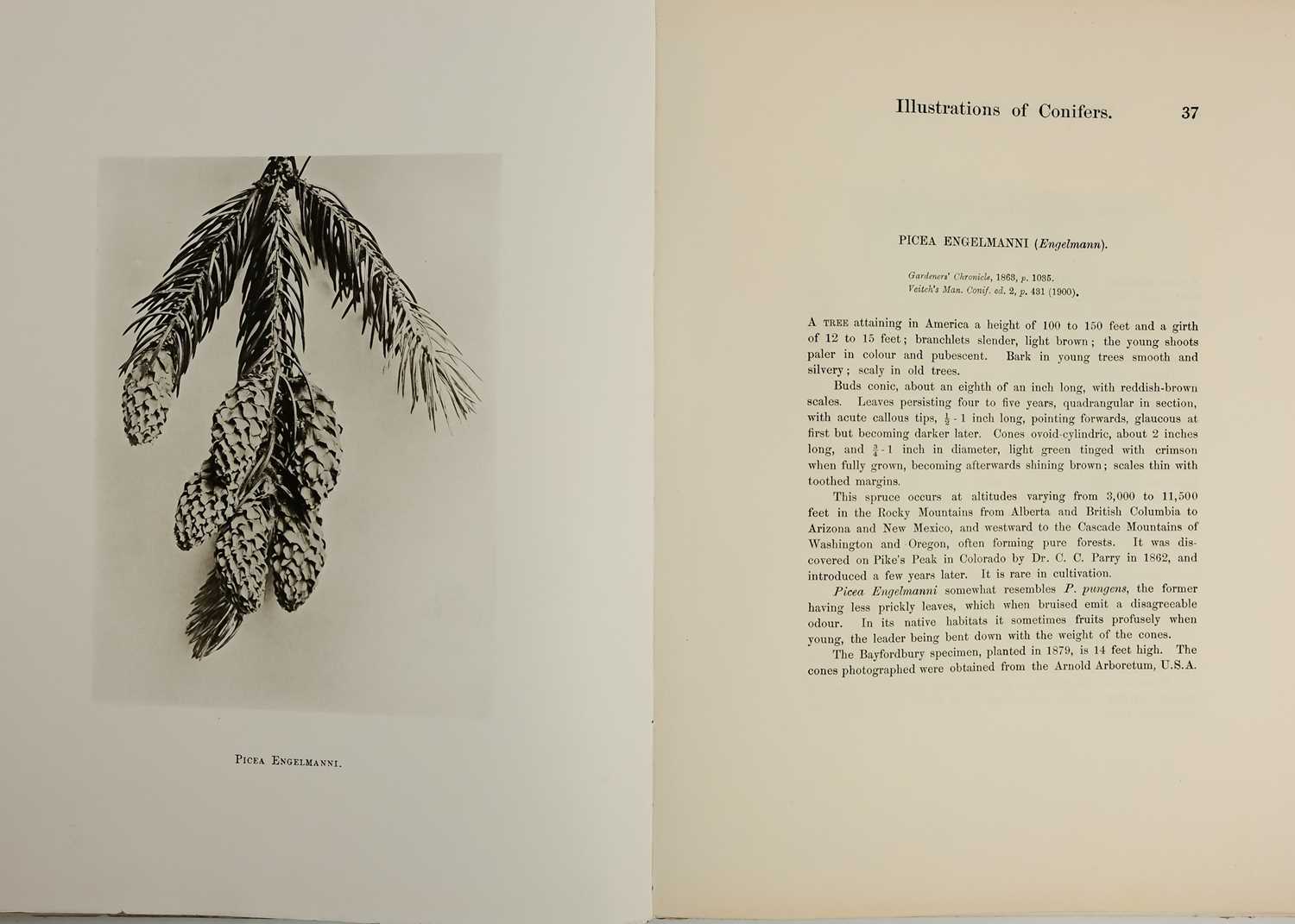 (Trees) CLINTON-BAKER, Henry William. 'Illustrations of Conifers,' - Image 6 of 9