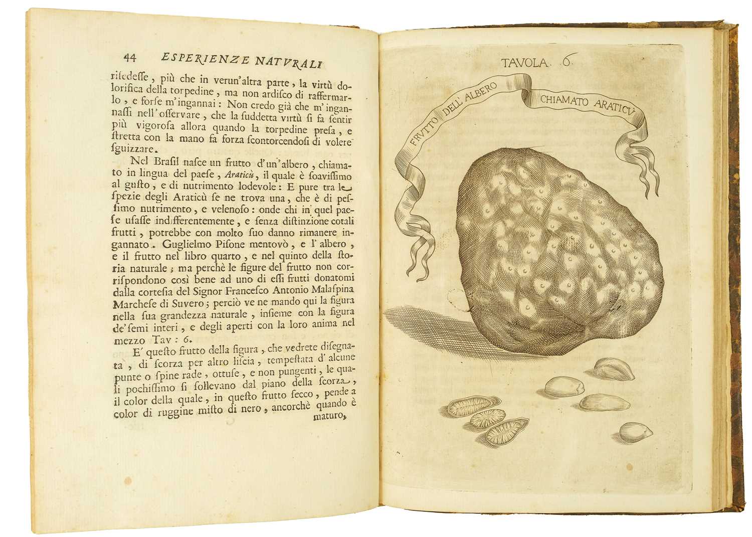 REDI, Francesco (1626-1697/98). Esperienze intorno a diverse cose naturali e particholarmente a quel - Bild 5 aus 5