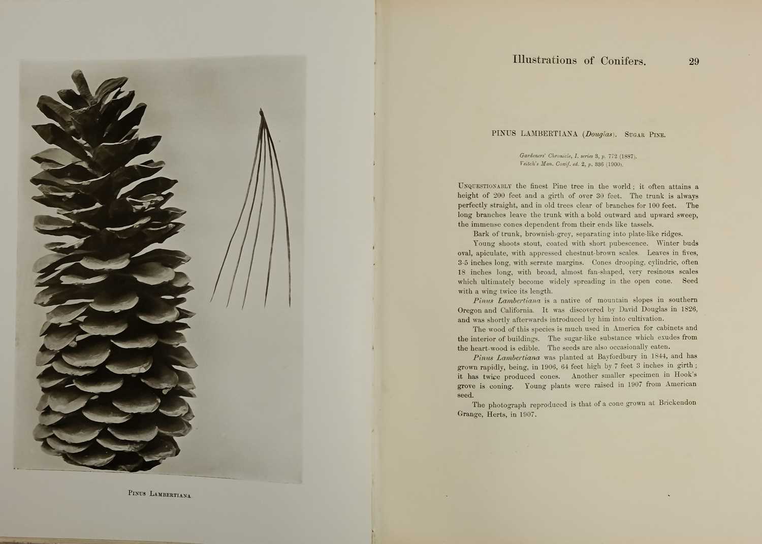 (Trees) CLINTON-BAKER, Henry William. 'Illustrations of Conifers,' - Image 8 of 9