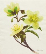 Mary FEDDEN (1915-2012) Yellow Hellebore, 1999