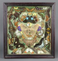 A collection of moths and butterflies contained in a cushion shaped case 9cm x 46cm x 50cm