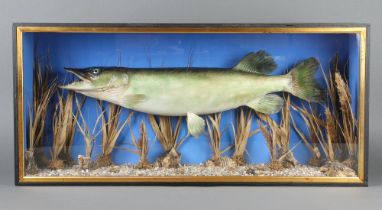 A plaster model pike in a naturalistic setting, cased, 38cm h x 85cm w x 17cm d