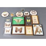 A collection of framed mounted butterflies