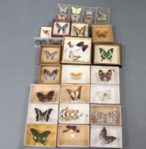 Twenty four preserved butterflies