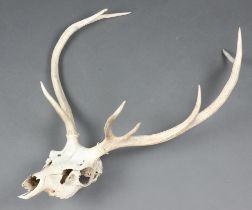 A pair of 8 point deer's antlers complete with skull and wooden wall mounting 87cm x 51cm