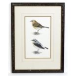 20th century, Ornithological School, Watercolour, A study of wheatear birds. Signed with initials AS