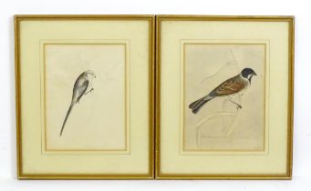 Early 20th century, Ornithological School, Watercolour and pencil, Two studies of birds perched on