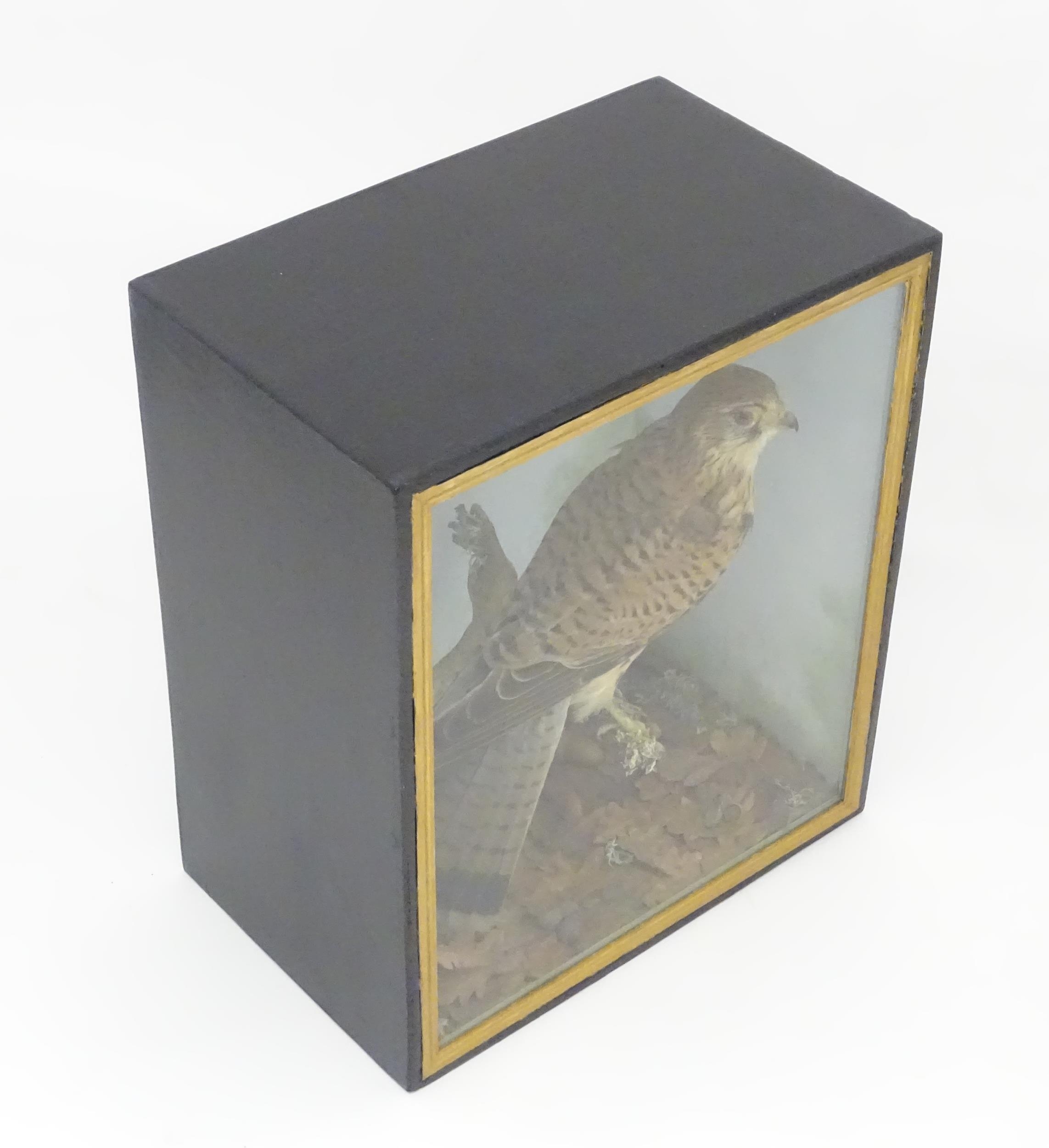 Taxidermy : an early 20thC cased mount of a male Kestrel, posed upon a branch within a - Image 5 of 11