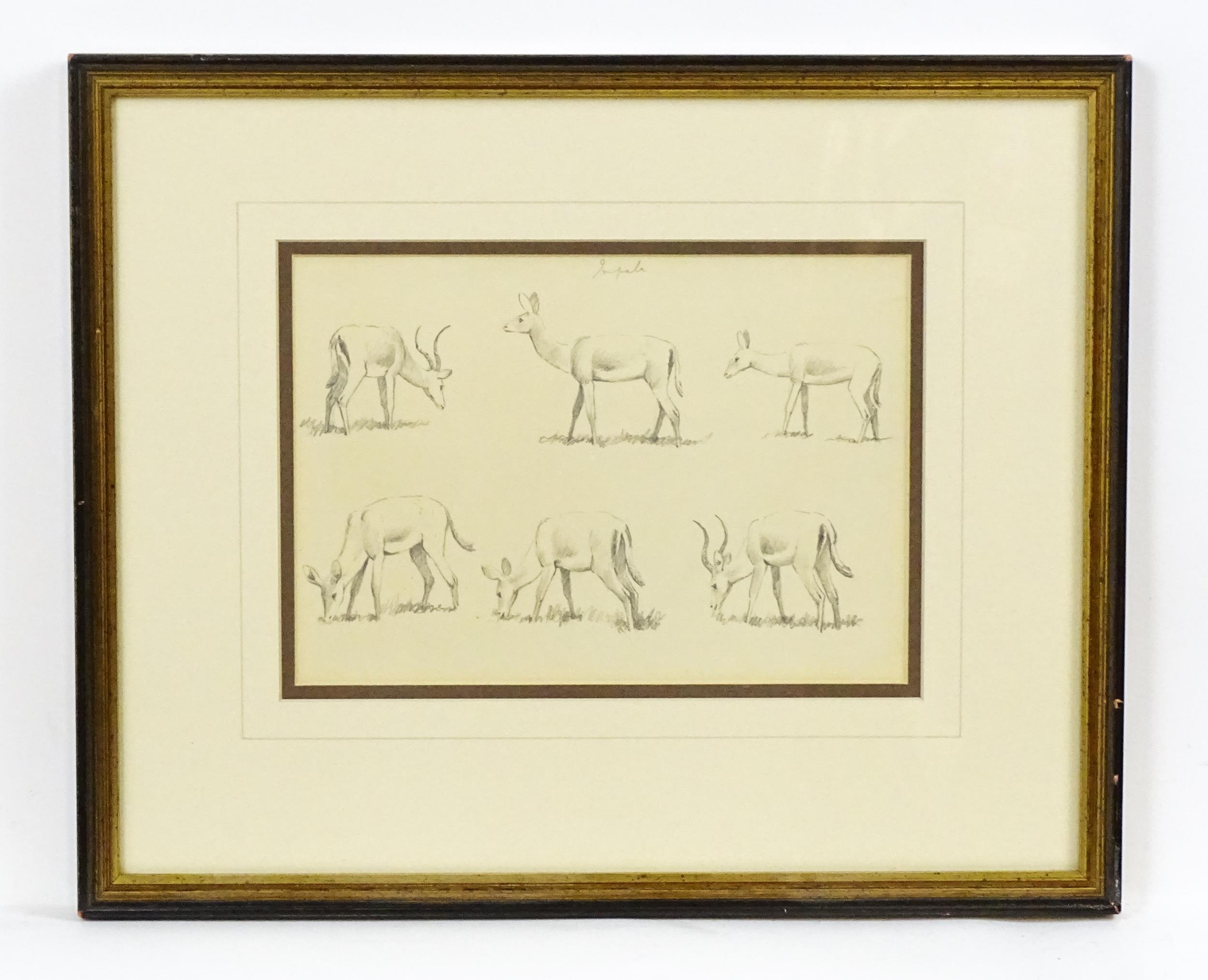 John Cyril Harrison (1898-1985), Pencil sketch, Six studies of Impala. Ascribed verso 'Impala