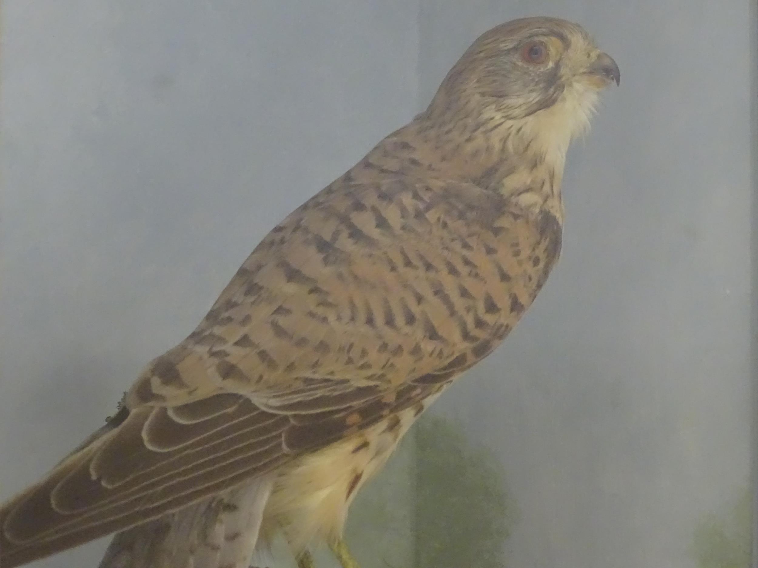 Taxidermy : an early 20thC cased mount of a male Kestrel, posed upon a branch within a - Image 6 of 11