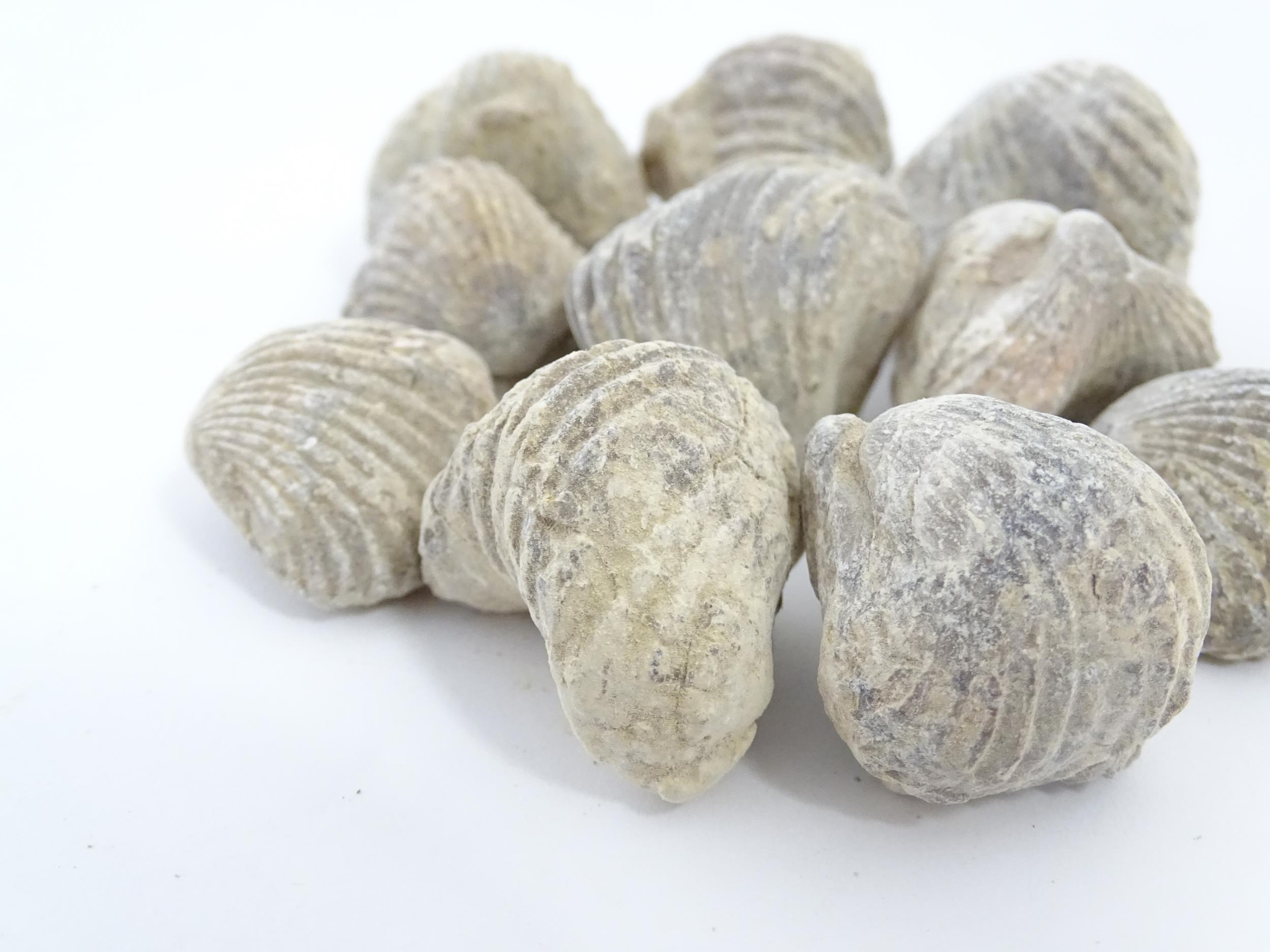 Natural History / Geology Interest: A quantity of Brachiopod fossils, together with four sections of - Image 8 of 14