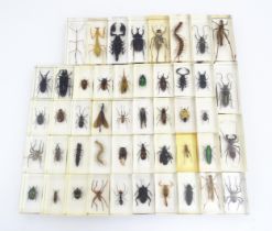 A quantity of insect specimens within resin blocks to include beetles, arachnids, stick insect,