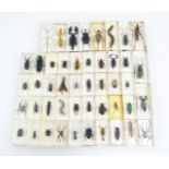 A quantity of insect specimens within resin blocks to include beetles, arachnids, stick insect,