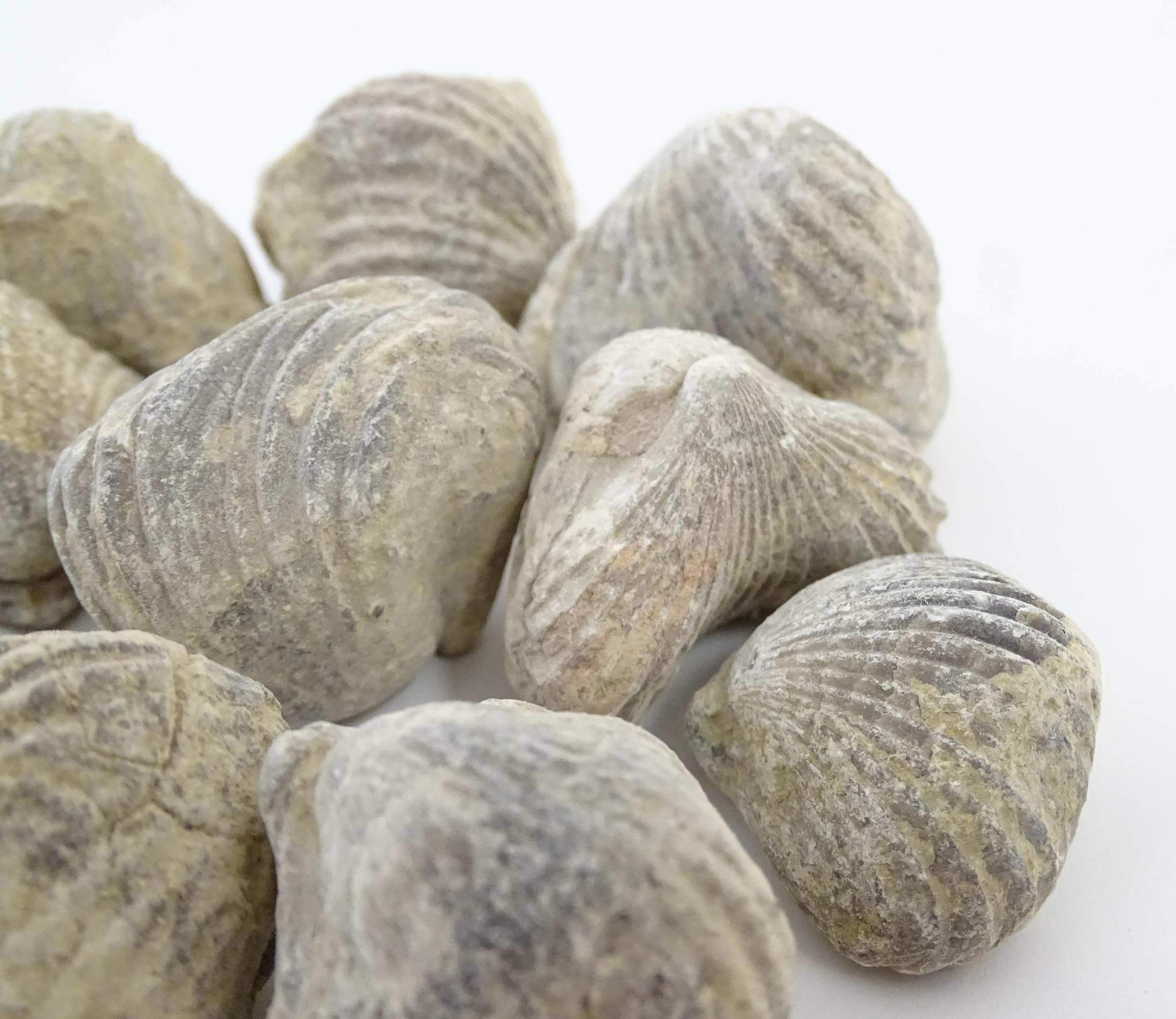 Natural History / Geology Interest: A quantity of Brachiopod fossils, together with four sections of - Image 7 of 14