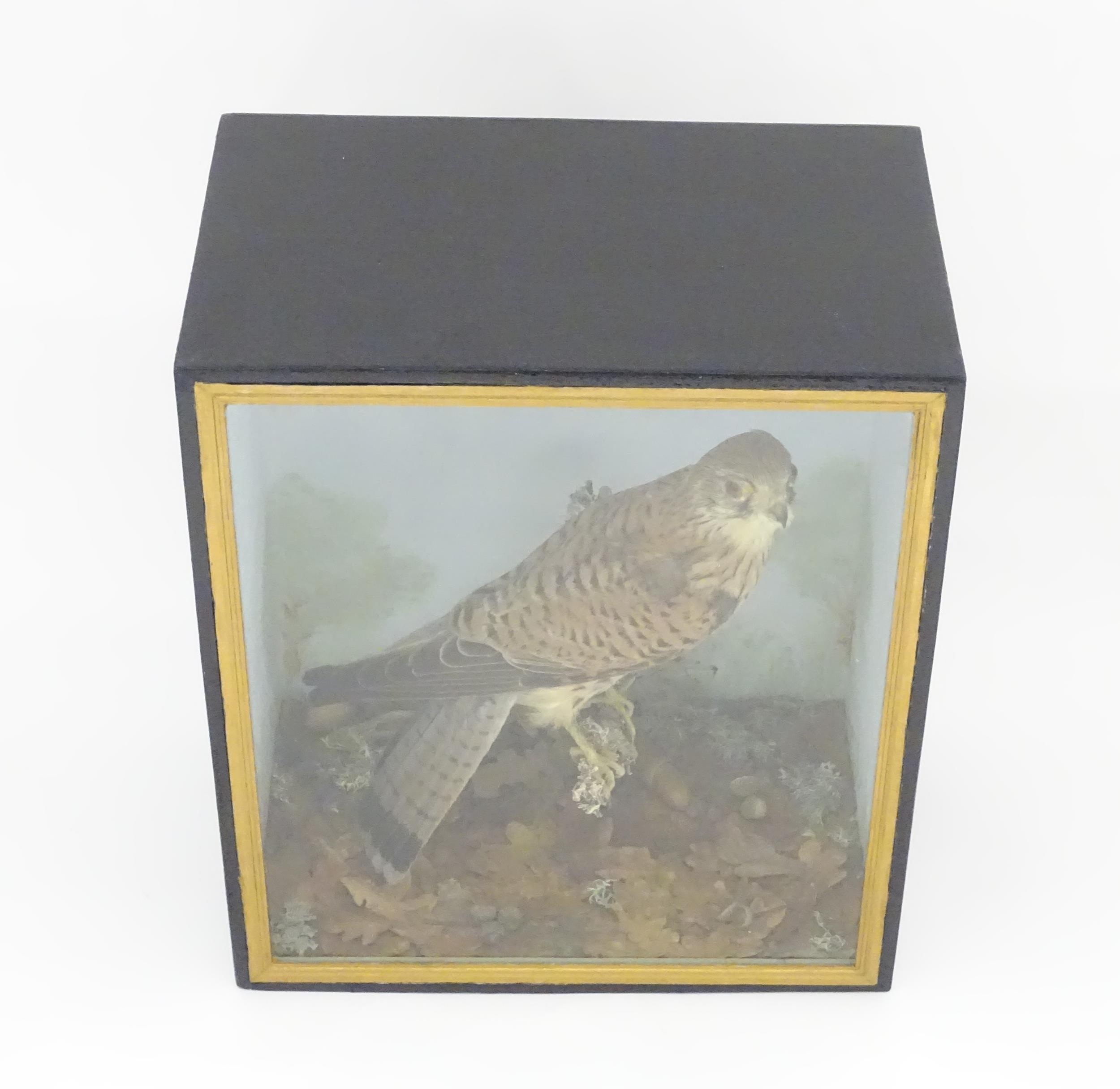 Taxidermy : an early 20thC cased mount of a male Kestrel, posed upon a branch within a - Image 3 of 11