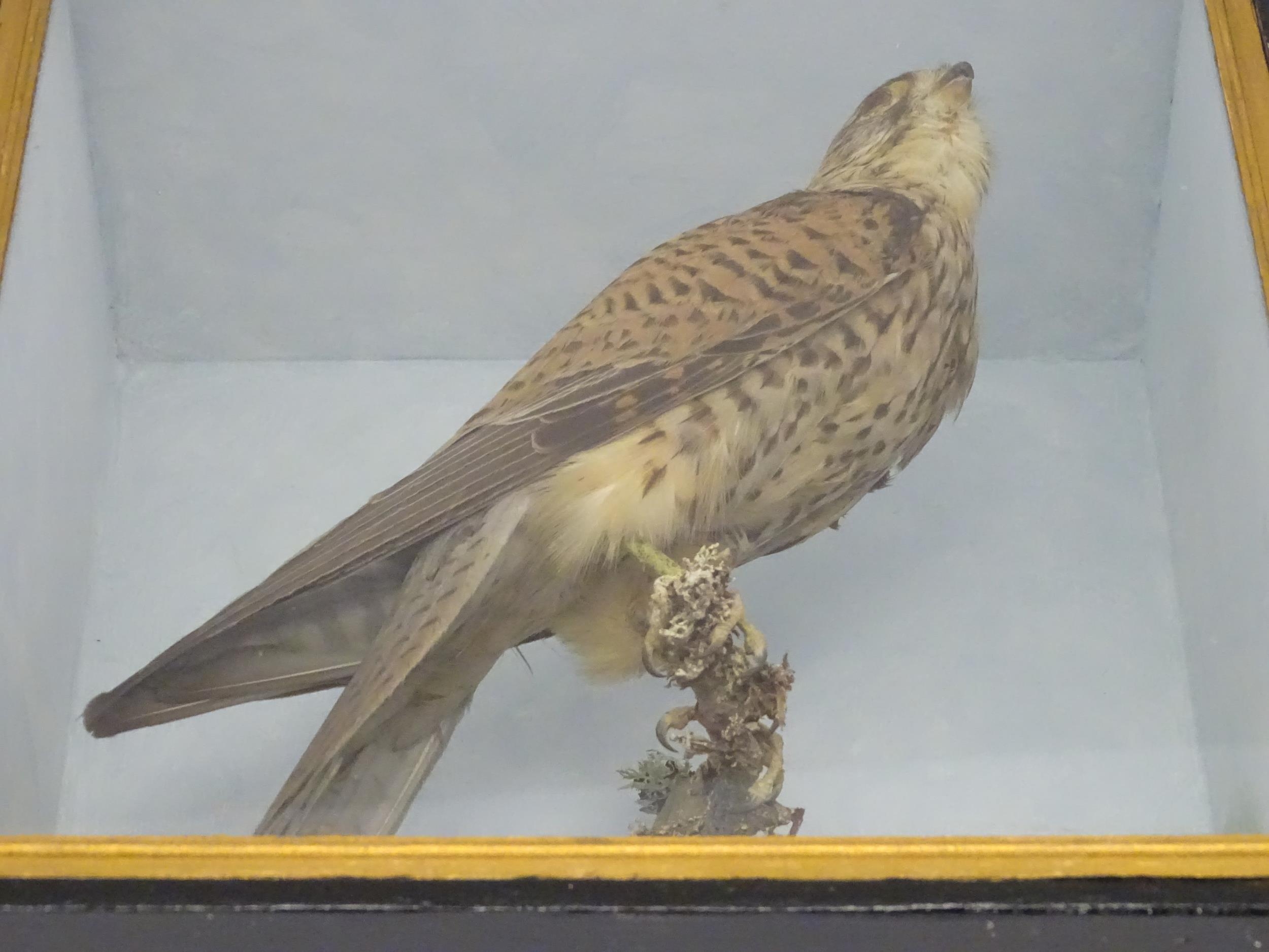 Taxidermy : an early 20thC cased mount of a male Kestrel, posed upon a branch within a - Image 10 of 11