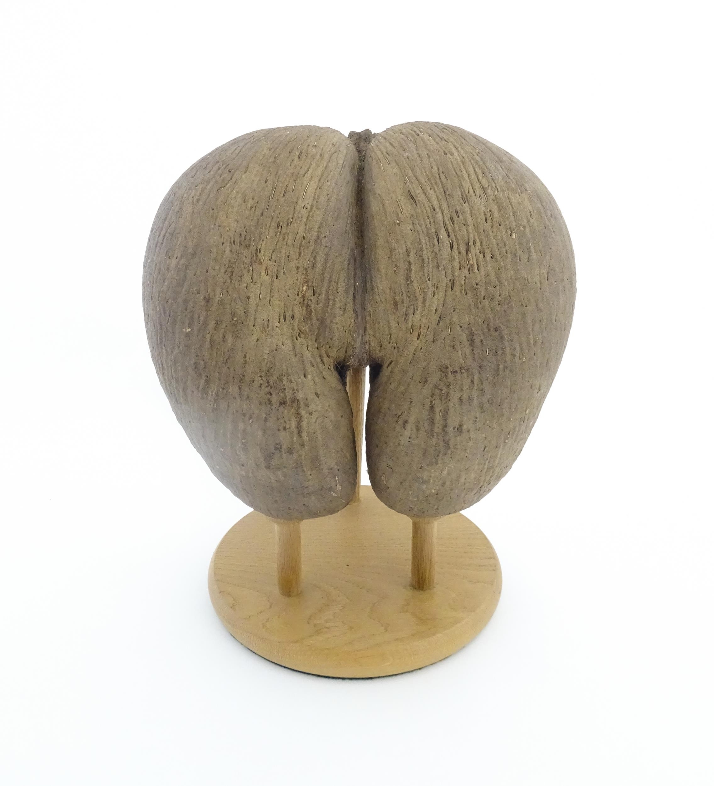 A large unpolished coco de mer nut. Together with a turned wooden stand. Nut approx. 11 3/4" high - Image 4 of 10